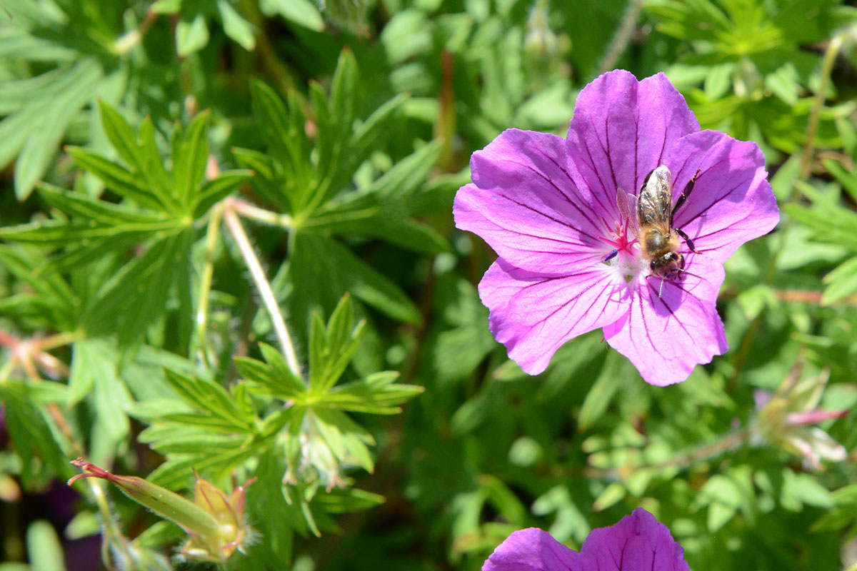 Lassen Sie Ihren bienenfreundlichen Garten von Ihrem Gartenbauexperten gestalten und verschönern.