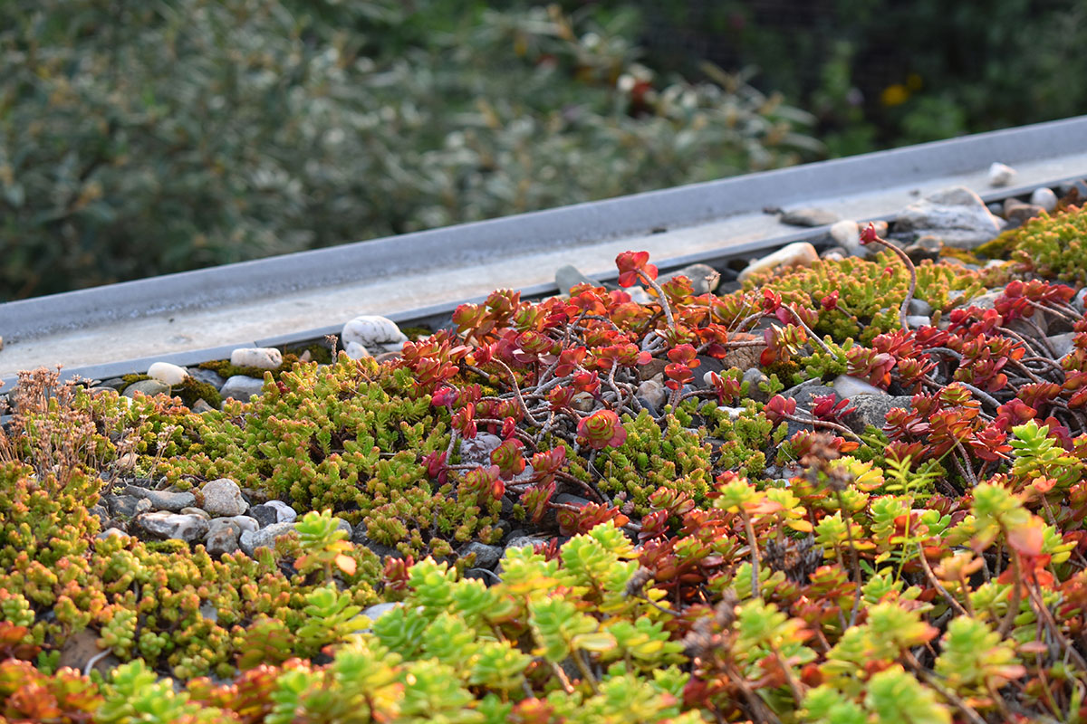 Die kompetenten Gärtner von Gartenbau Hohenberg legen Ihnen passende Gründächer an und warten Ihre Dachbegrünung.