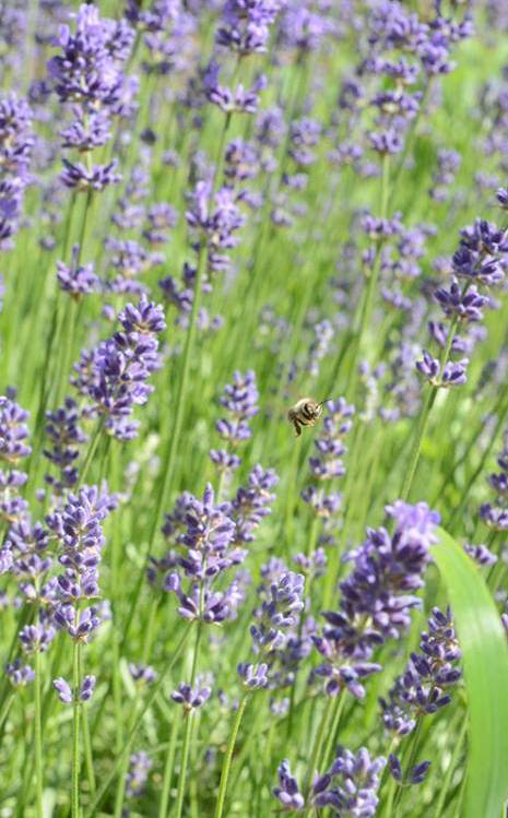 Hohenberg Garten- und Landschaftsbau-Bienen