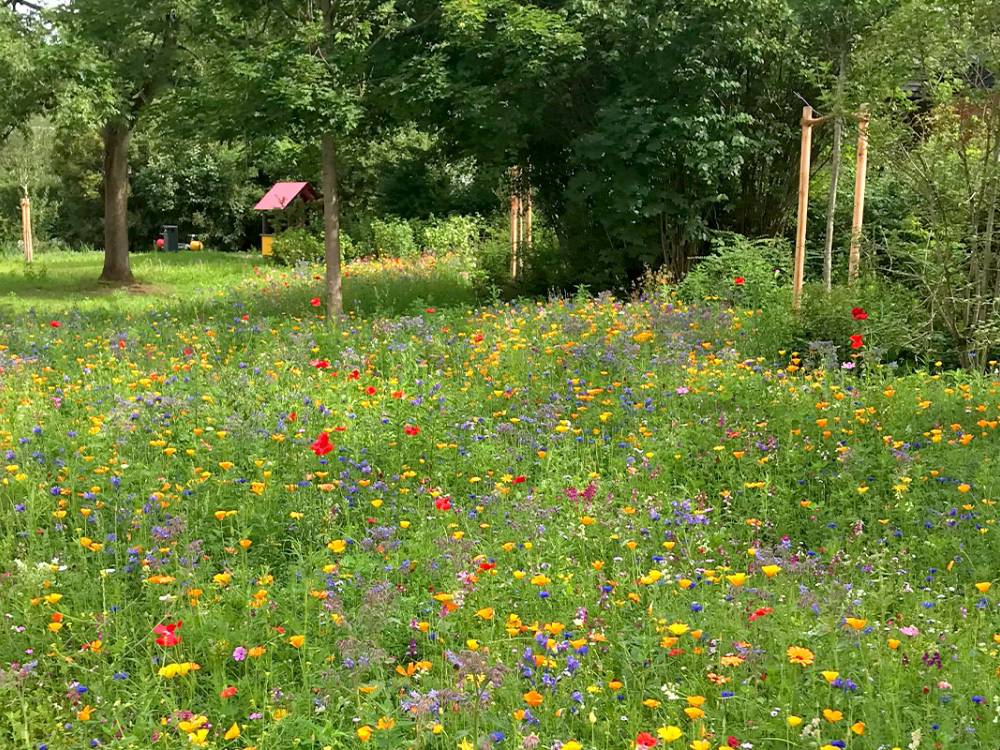 Hohenberg Garten- und Landschaftsbau- Bienen