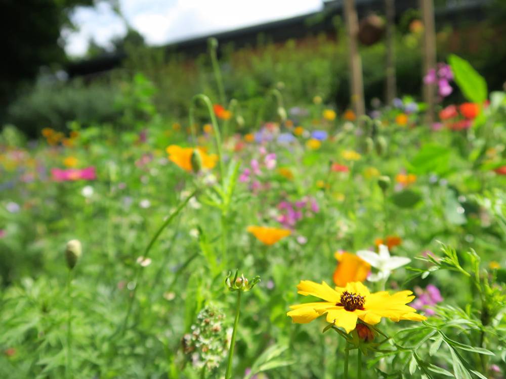 Hohenberg Garten- und Landschaftsbau- Bienen