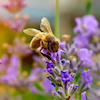 Bienenfreundlicher Garten