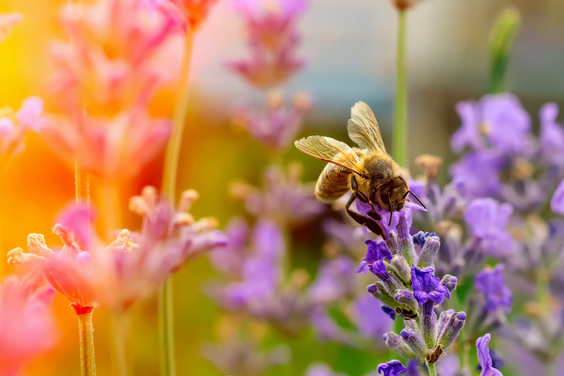 Lassen Sie Ihren bienenfreundlichen Garten von Ihrem Gartenbauexperten gestalten und verschönern.
